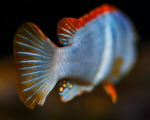 Pseudotropheus sp. 'red top ndumbi' Ndumbi Point